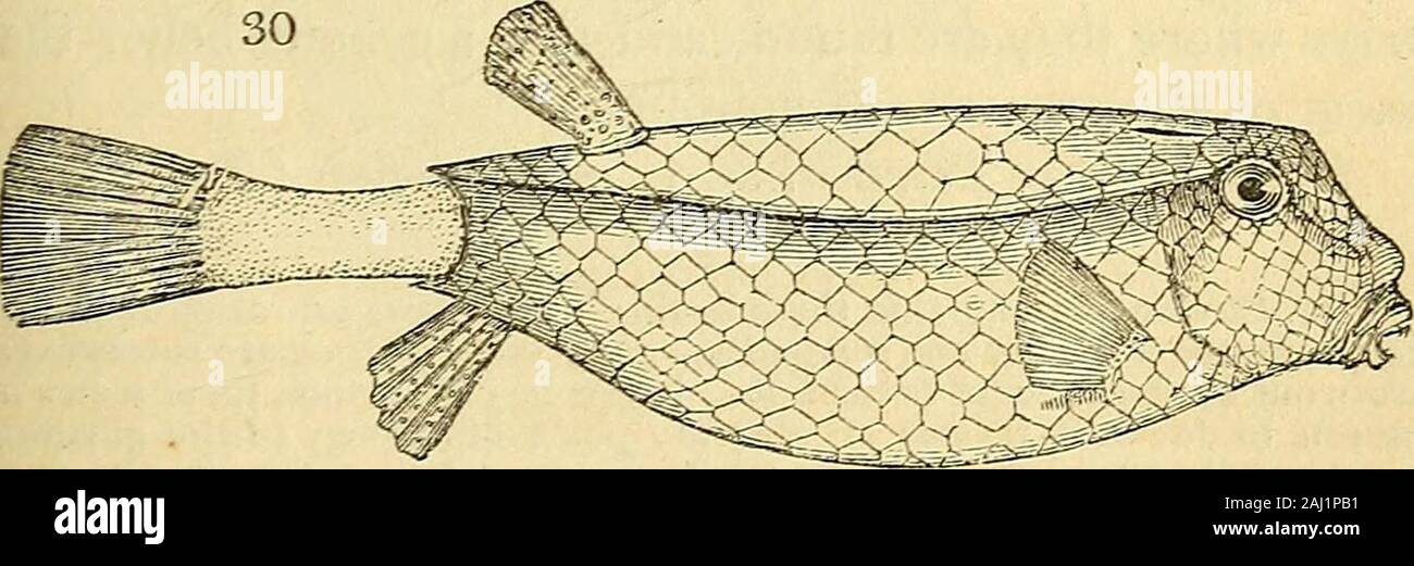 Die Naturgeschichte der Fische, Amphibien & Reptilien oder monocardian Tiere. von ihren Körpern wird oft viereckigen wie ein Stamm oder o2 1 Q 6 Einstufung der Fische, und von den Platten, mit denen es bedeckt ist, ähnelt in der Form, die der chelonian Reptilien oder Schildkröten. Sie sind alle Fische eines kleinen oder mittleren Größe, mit ratherlarge Augen; aber sehr kleine Münder, bewaffnet mit einem fewconical und echten Zähne: So unterschiedlich ist ihre internalstructure ab, dass der knöchernen Fische, dass M. Cuvierconfesses, dass der größere Teil der Wirbel zusammen arecemented; und die Rippen Stockfoto