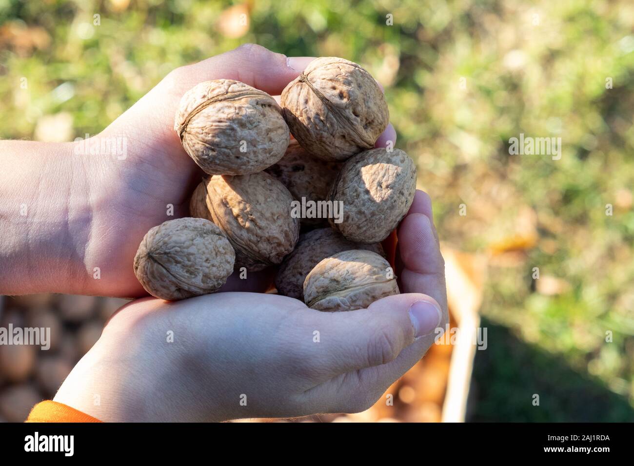 Kinder die Hände halten viele Walnüsse im Freien Stockfoto