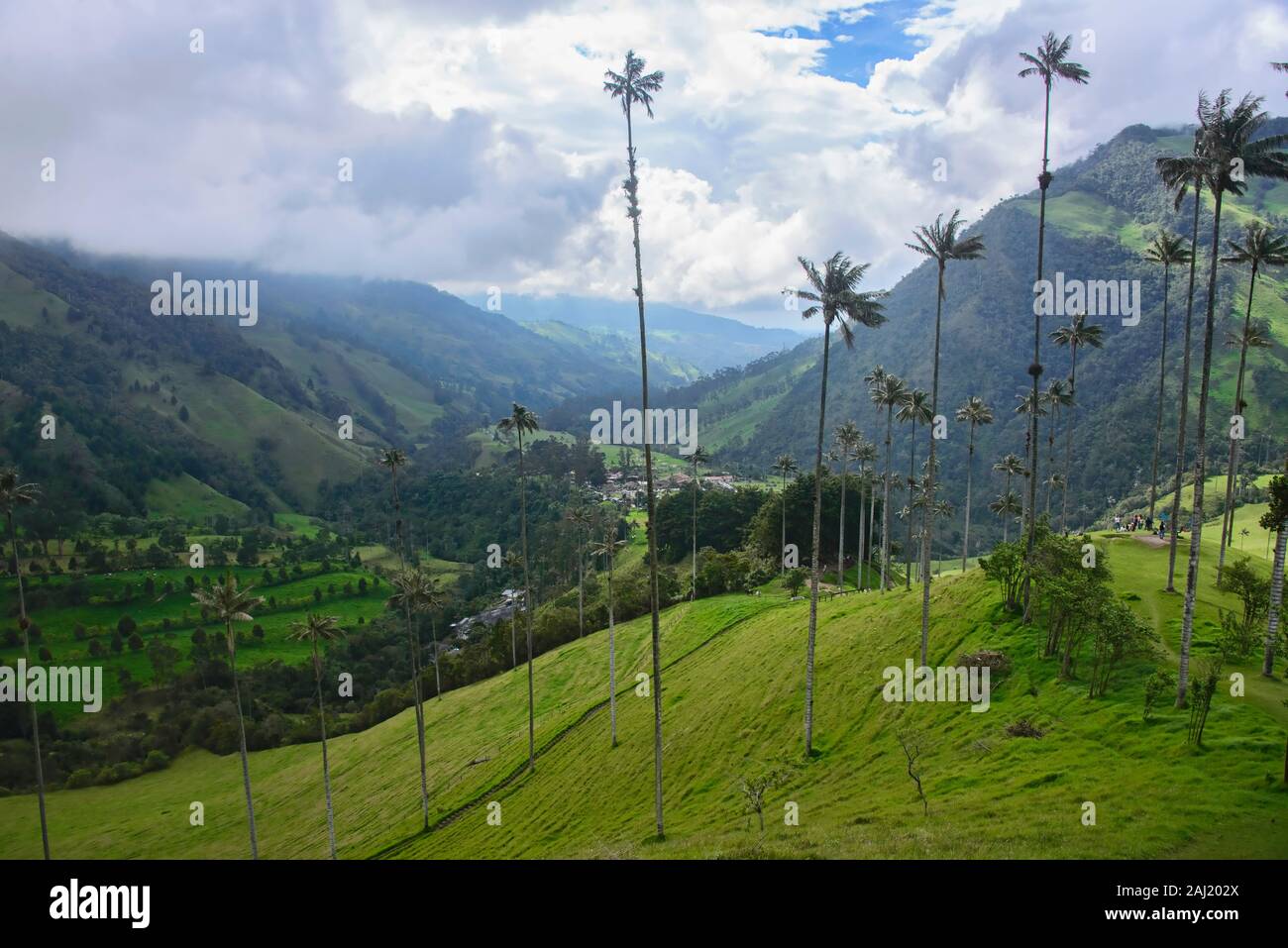 Wachs Palmen (Ceroxylon quindiuense) im grünen Cocora Tal, Salento, Kolumbien Stockfoto