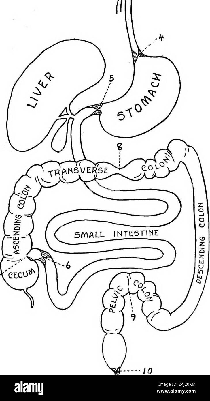 Die Rundfahrt eines Frühstück: Ein beliebter Berücksichtigung der Reisen von einem Frühstück über das Lebensmittel Rohr und der zehn Tore und mehrere Stationen, durch die es fährt, auch über die Hindernisse, die es manchmal erfüllt. Mehr als ein Verdacht der traurige Zustand der armen Doppelpunkt. Es wurde bekannt, dass allgemein ineffizient, aber dies war zu In-ertia aufgeladen werden, eine Art von verfassungsrechtlichen Faulheit ratherthan zu bestimmten Krankheiten oder strukturelle Schäden. Aber die X-ray, jenes wunderbare revealerof Geheimnisse, hat uns ein Blick in den Innenraum und hasrevealed einen Zustand der Verderbtheit in der colonnever geträumt haben. Im Licht o Stockfoto