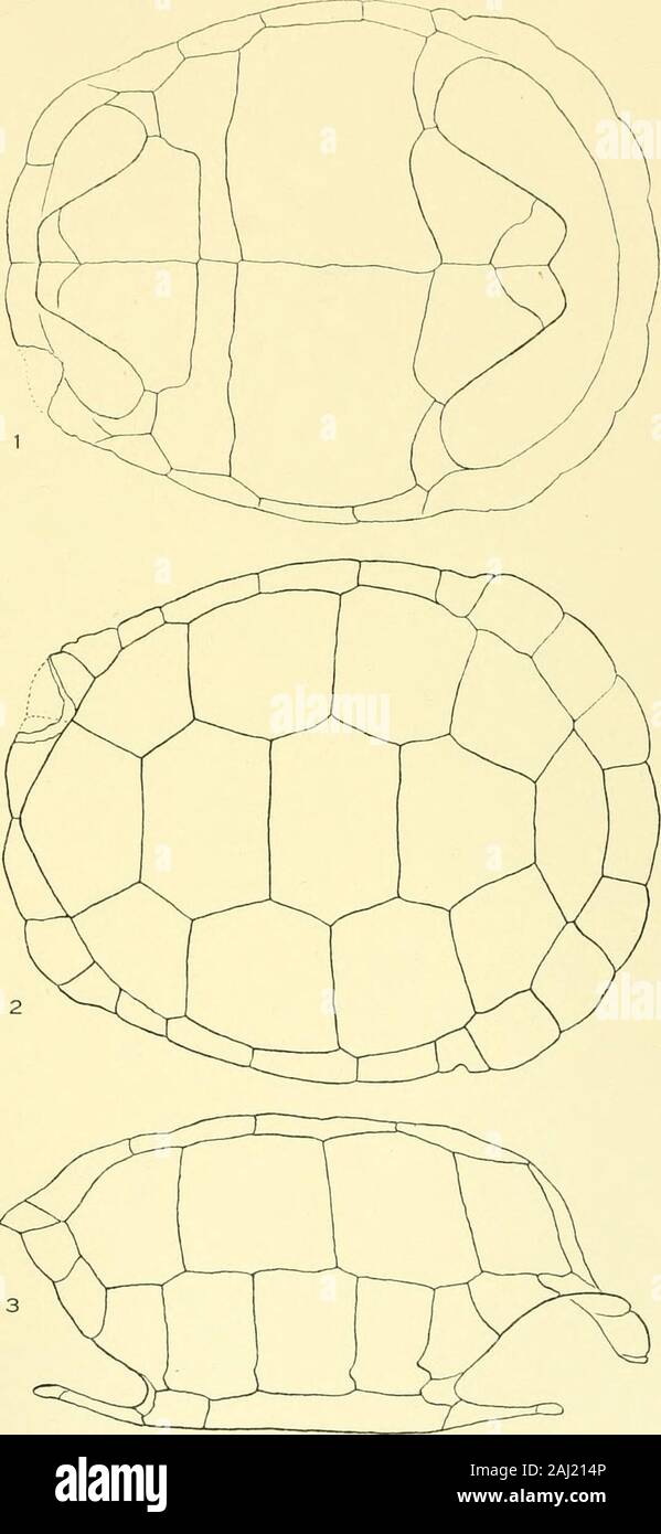 Memoiren des Museums für Vergleichende Zoölogy, an der Harvard College, Cambridge, Mass. HELIOTYPE CO BOSTON. PLATE 84 PLATE 34 Testudo typica Garman, 1917. Seite 28,5 1 ventrale, 2 Brust-, 3 seitliche. M.C. Z 5260. H. A. Gemeinde Coll. Länge 28 J Zoll. MEM. MUS. Komp. ZOOL. GALAPAGOS SCHILDKRÖTEN PLATTE 34 s .. HELIOTVPE CO., Boston. Platte 36. Platte 35. Tektudo nigra Quoy et Gaimard, 1824. Seite 286 1 Brust-, 2 Seiten-, 3 ventralen M. C. Z11064. Boston Gesellschaft für Naturkunde. Länge 41J Zoll, $ W^f-, O MEM. MUS. Komp. ZOOL. GALAPAGOS SCHILDKRÖTEN PLATTE 35 Stockfoto