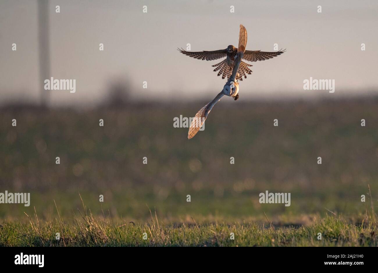 Kestrel - Falco tinnunculus versucht aus einer Scheune Vole-Cricetidae Owl-Tyto alba zu nehmen. Stockfoto