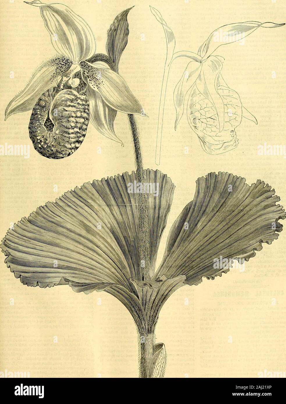 Die Gärtner' Chronik: Eine wöchentliche Illustrierte Zeitschrift über Gartenbau und verwandte Themen. r, und Sie bald viel Feuchtigkeit decayif gewährt; auf der anderen Seite, unter der Dürre, wenn nicht genug geleistet. Abkühlen, lebhafte Atmosphäre, ziemlich feucht, wie Asone für Disa grandiflora erfordern würde, eine root-run von Torf und Sphagnum, und Wasser verycarefully angewendet. C. humile (Salisbury) = C. acaule, ist der mostsingular aller Cypripedia. Von der Basis ofa Paar plicate, stiellose, eiförmige Blätter, ein stemrises bis zu einer Höhe von 8 bis 10 Zoll, Lager Blume anodding, die Petalen und Sepalen von Whichare Stockfoto