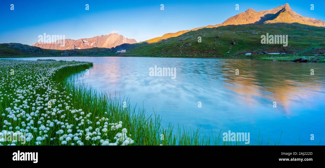 Panoramablick auf den Monte Gavia gespiegelt in Lago Bianco von Wollgras umgeben, Gavia Pass, Valfurva, Valtellina, Lombardei, Italien, Europa Stockfoto