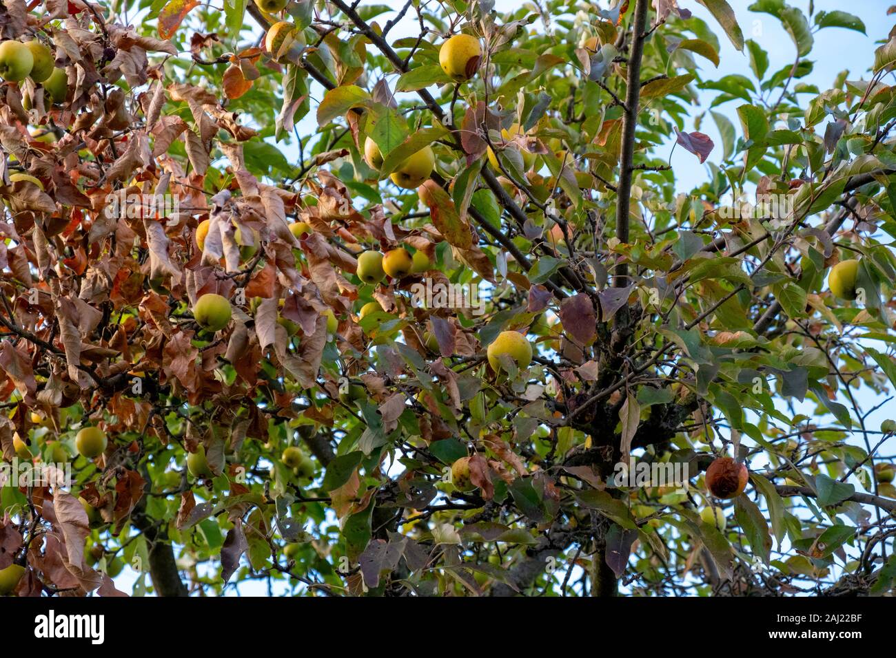 Faule Äpfel hängen von einem Baum im Herbst Stockfoto