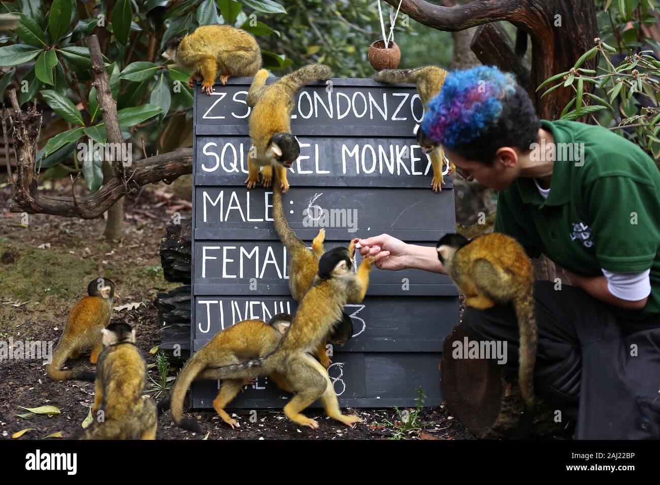 Zoowärter im ZSL London Zoo ausgegraben die Zwischenablage, und Rechner, wie sie heute fing Donnerstag 2. Januar zählen die Tiere bei der jährlichen Inventur im Zoo. Keepers stand vor der schwierigen Aufgabe des Buchens von oben jedes Säugetier-, Vogel-, Reptilien, Fische und Wirbellose im Zoo, kuratorische Assistentin sagte: Wir treten für das Neue Jahr mit der jährlichen Inventur und der Anzahl der Tiere, die jedes Jahr im Rahmen unserer Zoo, Lizenz, wir sie auch gemeinsam mit der Internationalen zoo Gemeinschaft unserer globalen Zuchtprogramme für bedrohte Arten zu informieren. ZSL ist die Heimat von mehr als 580 Arten. Stockfoto