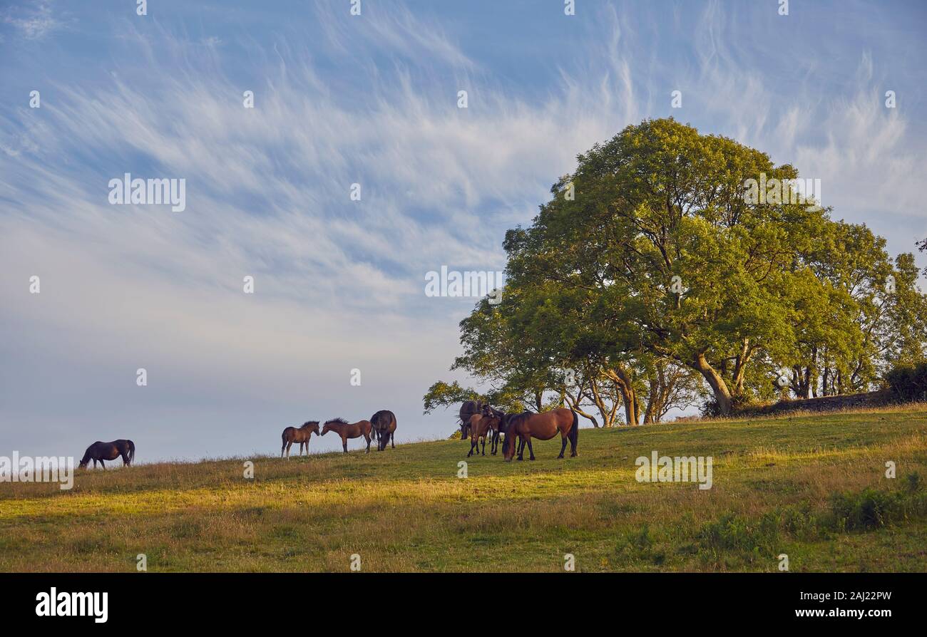 Ponys auf Ackerland mit einem Aschegehalt Baum im Hintergrund, am Rande des Ostens Okement Tal, Nationalpark Dartmoor, Devon, England, Vereinigtes Königreich Stockfoto