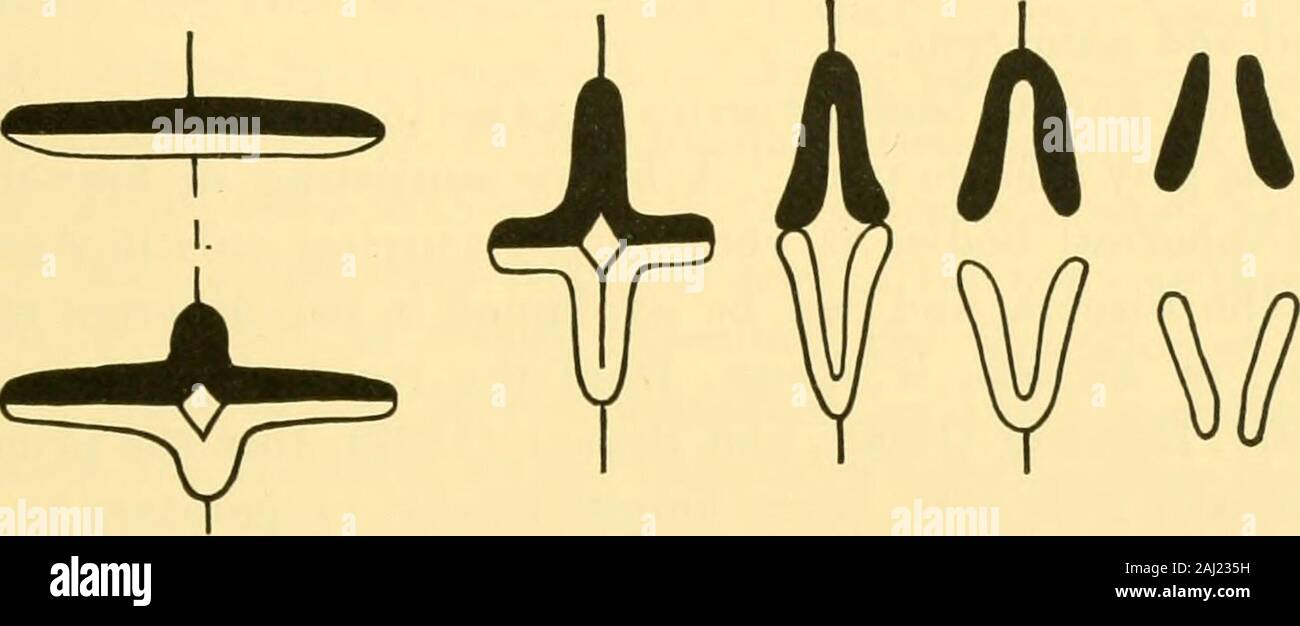 Vierteljährliche Zeitschrift für mikroskopische Wissenschaft. ram unten (Text-Bild gegeben. 1). Die doppelte rodsresulting aus der Kompression des Rings werden mitder Längs- Cleft-kinder in der Ebene des Äquators von thespindle gelegt, und zeichnen sich durch ihre mittleren Punkte toform U- oder V-förmigen Zahlen erstellt, und das Brechen der Reifung der Eizelle im ECHINUS ESCULENTUS. 209 Abgesehen von tlie Uns oder Vs an der Spitze in der anaphase tlie isheld quer zu der ursprünglichen longchromosomes werden. Griffin allein sagt, dass die Möglichkeit der asecond Längs- spaltung nicht absolut ausgeschlossen, aber, wie die T-förmigen fi Stockfoto