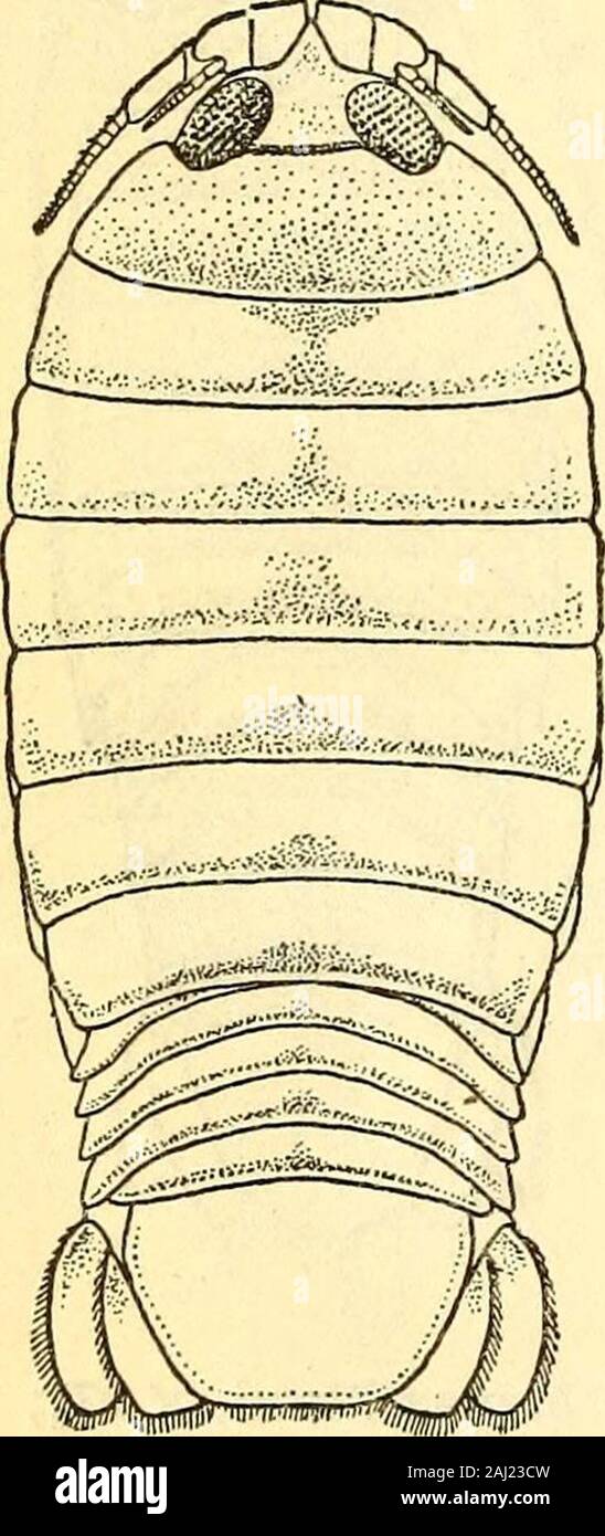 Marine Asseln in den Philippinen gesammelt von den USA Fischerei dampfer Albatross in 1907-08. auf beiden Seiten. Die folgenden sechs Segmente sind mit wideepimera zur Verfügung gestellt, auf denen es einen schrägen Carina. Alle epimera arerounded posterior und keiner sind sehr viel produziert. Das erste Segment des Abdomen ist verdeckt in der Mitte des dorsalen surfacebut ist an den Seiten sichtbar; die zweite und dritte Segmente subequal sind in der Länge andeach ist 1 mm. Lange; der vierte Segment ist ungefähr 1,25 mm in der Länge; die fünfte ist 1,5 mm lang; der sechste oder Terminal Segment ist 9 mm breit an Stockfoto