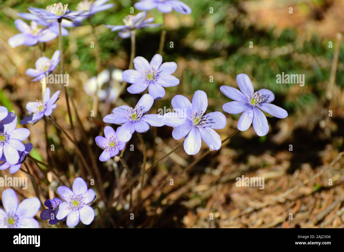 Liverleaf Blume - eine der ersten Blumen im Frühling in den Wald Stockfoto