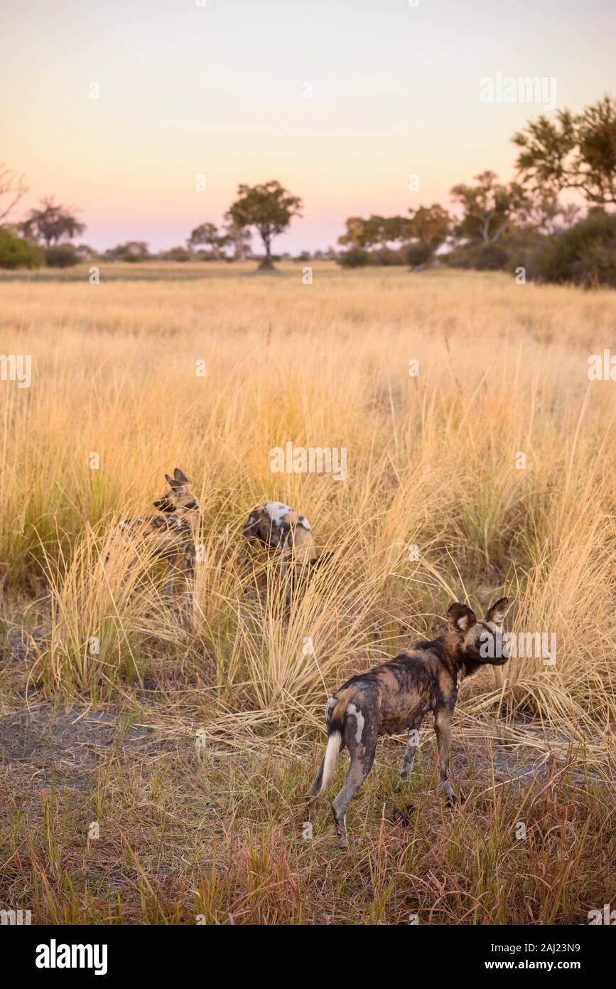 Afrikanischer Wildhund (lackiert Wolf) (Lycaon pictus), Bushman Plains, Okavango Delta, Botswana, Afrika Stockfoto