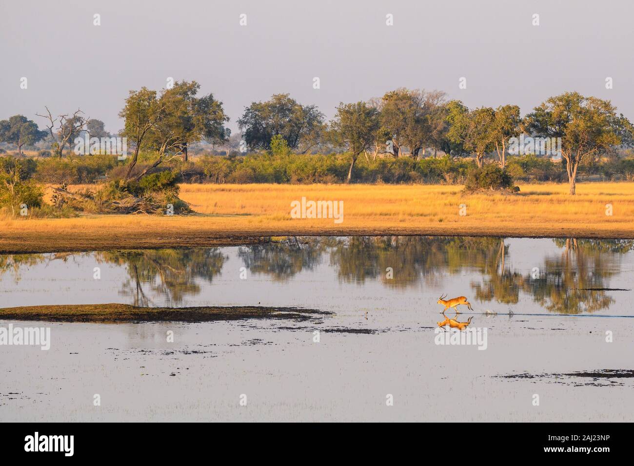 Aeiral Ansicht von Red Letschwe (Südliche Litschi) (Kobus leche), Okavango Delta, Botswana, Afrika Stockfoto