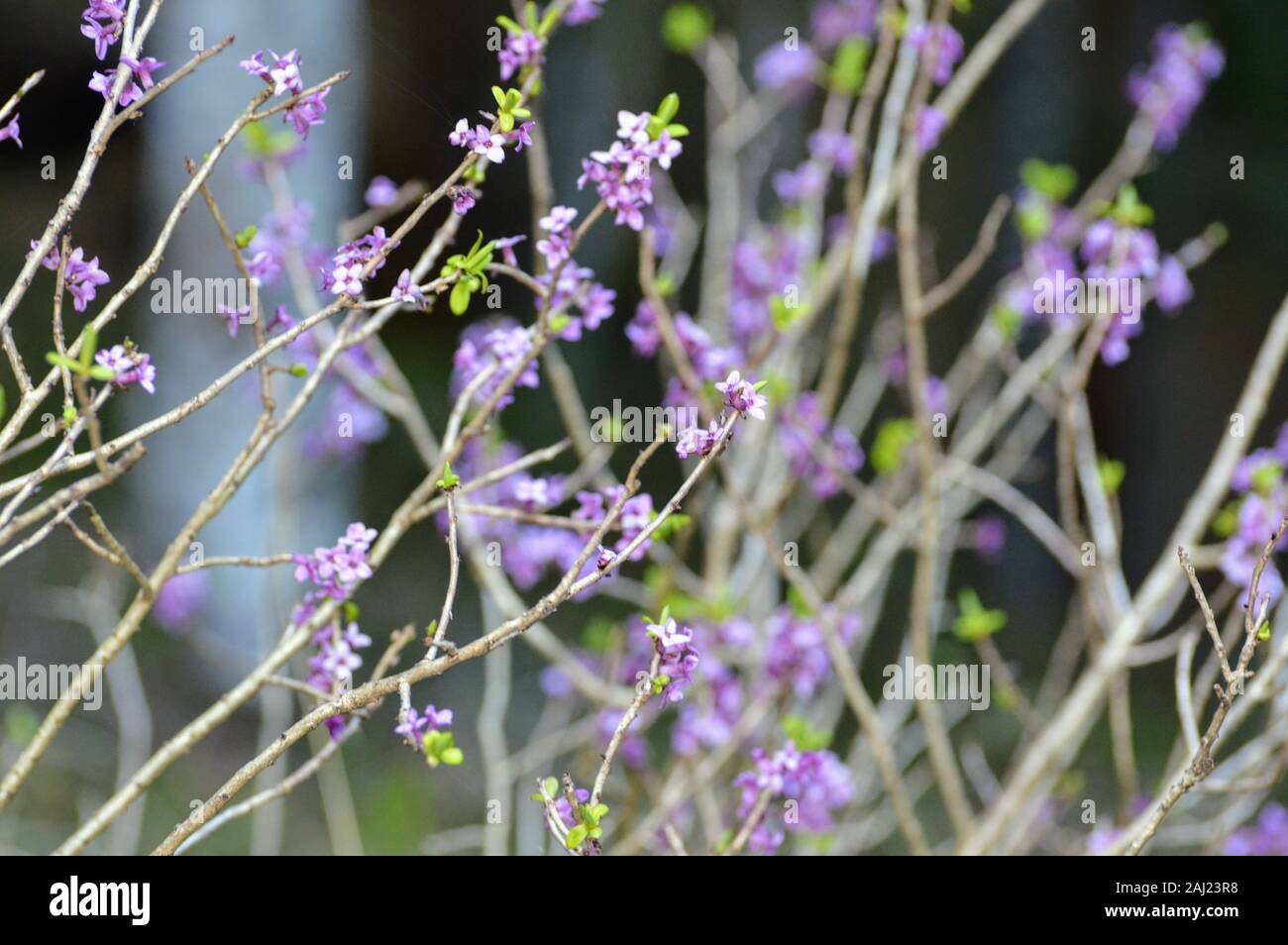 Echten Daphne Blume im Frühling Stockfoto