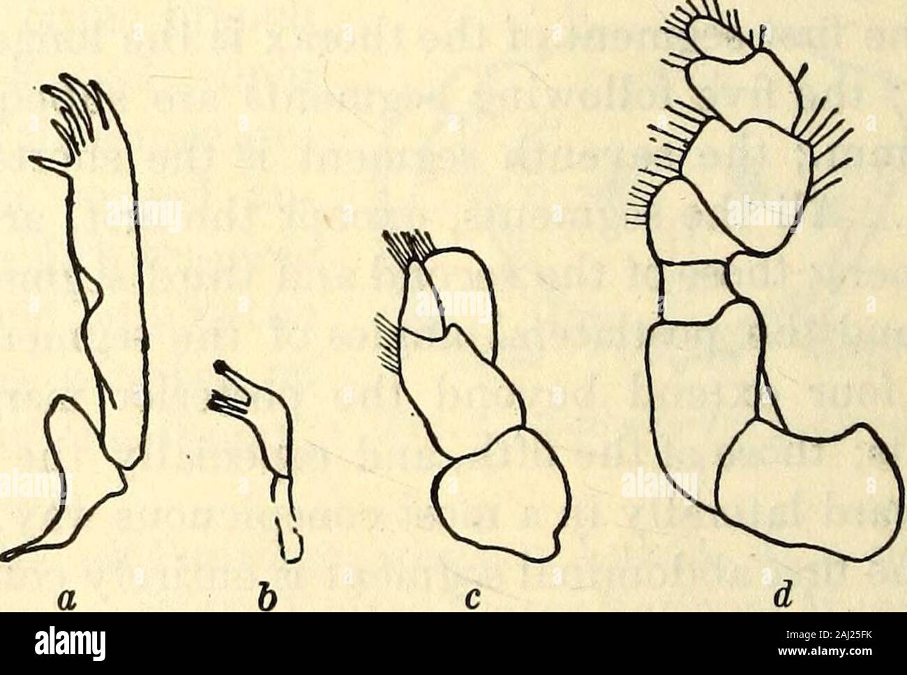 Marine Asseln in den Philippinen gesammelt von den USA Fischerei dampfer Albatross in 1907-08. Ines. Das Innere der branchof uropoda ist breit und Longerthan das Terminal Abdominal- Seg- ment; es ist schräg abschneiden mit dem Äußeren, postlateral Winkel pro-eingeführt, der Posterioren rand Fell - nished mit fünf Zähnen und hebendie äußeren Rand eingeschnitten, mit twoteeth im Schnitt. Dieäußeren Zweig ist schmal, und pro-reduziert zu einem akuten Extremität End-ing in zwei Zähne, sowohl marginsbeing Gyrus. Die uropods und das Terminal abdominal Segments sind gesäumt withhairs auf die Margen. Die ersten drei pairsof Beine sind Stockfoto