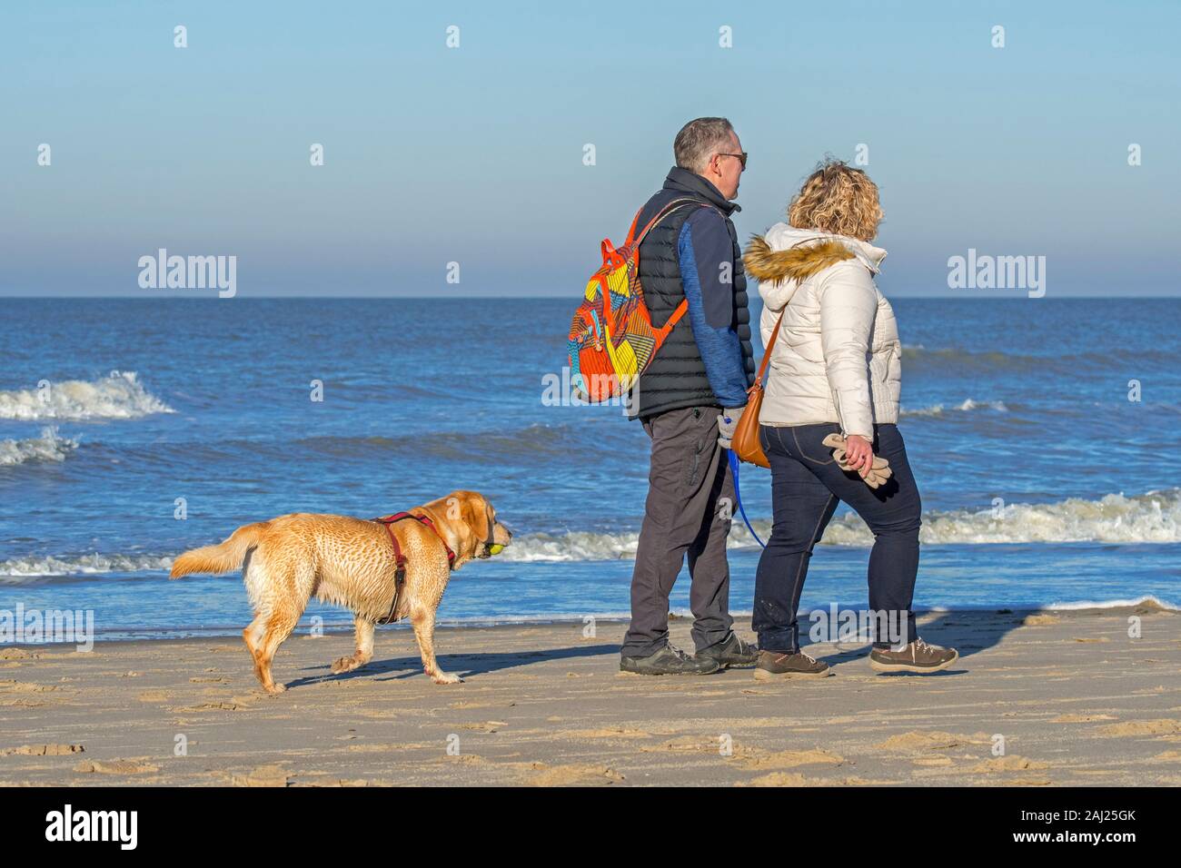 Unleashed blonde Labrador Retriever tragen Hund Kabelbaum und folgenden Besitzer zu Fuß am Strand mit einem Tennisball im Mund zum Spielen holen Stockfoto