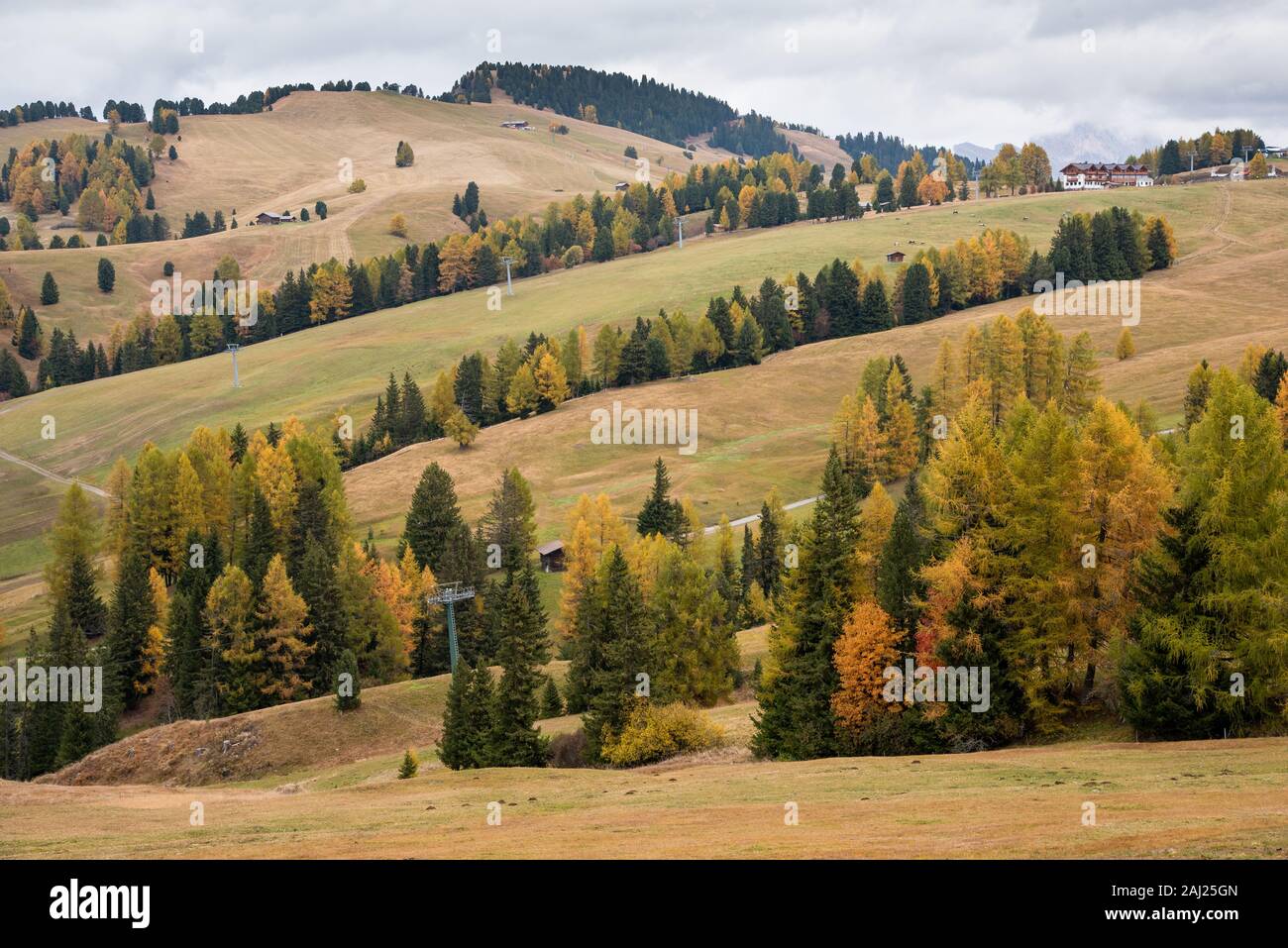 Landschaft mit schönen Herbst gelben und grünen Pinien auf der Seiser Alm Tal in den italienischen Dolomiten in Italien Stockfoto