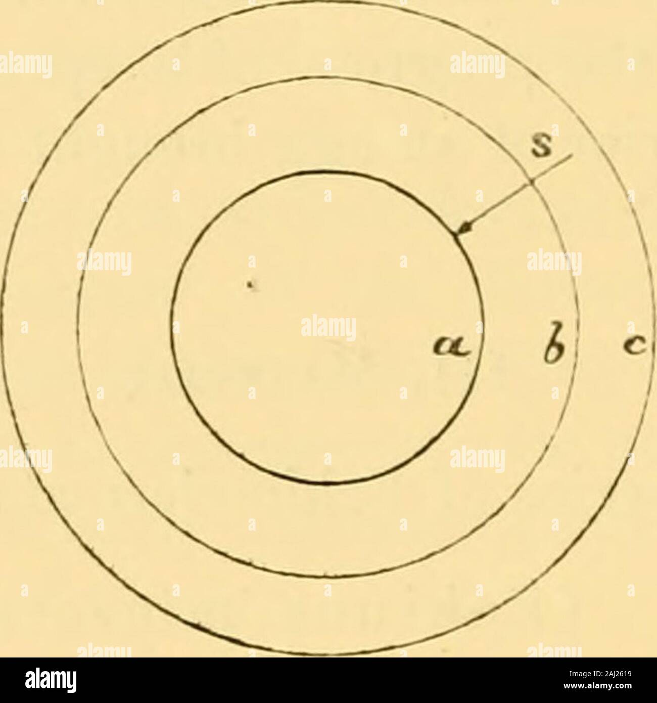 Vierteljährliche Zeitschrift für mikroskopische Wissenschaft. •^ tt. Ich •, •, tt-ii t thclunaster sepositus, Mull. Ich r. [Cjphioderma longicauda, Miill. Tr. Klasse Ophiuroidoa i r^i • i i i t-t^[Ophiogiyplia lacertosa, Lyman. Klasse Ilolothnroidea Ilolothuria Stellate, D. Ch. Klasse Crinoidea. Antedon rosacea, Norman. Beobachtungen, die nach der Motilität, insbesondere im Hinblick tosurfaces, waren auf dem speimatozoa aller abovespecies gemacht. Die Experimente und Beobachtungen, die nach Befruchtung- begrenzt war, die ersten drei Echinoidea, d. h. Echinus, Sphaerechinus und Arbacia. 152 H. l? EGINAI. n BULLER. Iv. Stockfoto