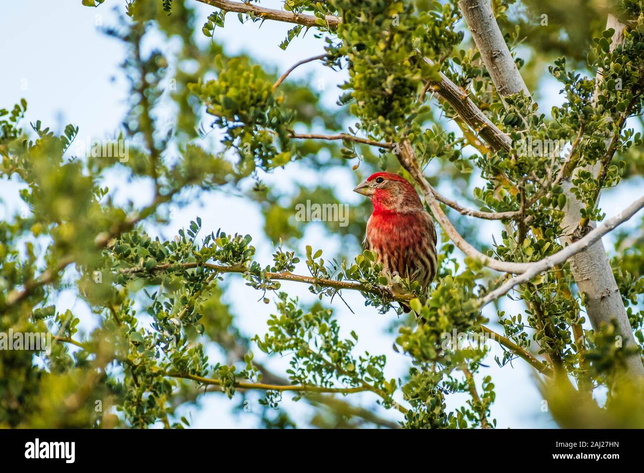 Männliche House finch thront auf einem Baum. Stockfoto