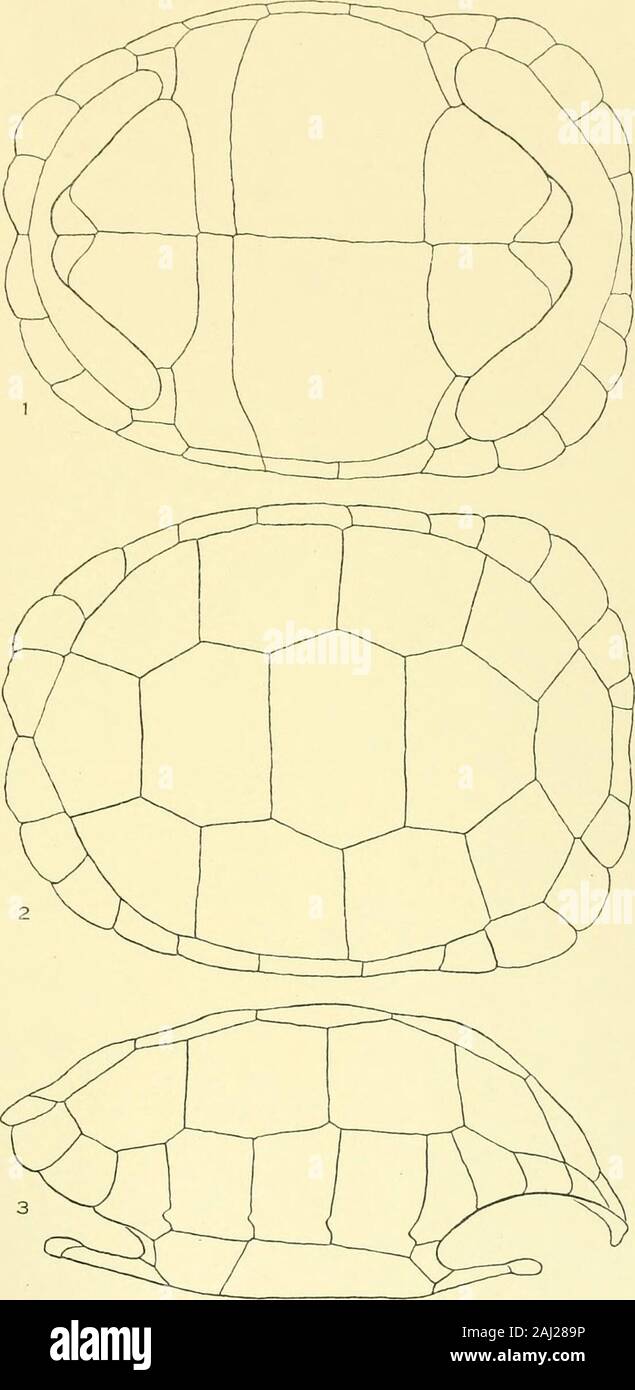 Memoiren des Museums für Vergleichende Zoölogy, an der Harvard College, Cambridge, Mass. HEUOTYPE CO BOSTON. PLATE 18 PLATE 18. Testudo miceophtes Gunther, 1875. Seite 280 1 ventrale, 2 Brust-, 3 seitliche. M. C. Z 4479. Santa Maria (Charles). Hassler Exped. Länge 151 cm. MEM. MUS. Komp. ZOOL. GALAPAGOS SCHILDKRÖTEN PLATTE 18 9.^v. HEUOTYPE CO., Boston. Platte 19. Platte 19. Testudo microphtbs Giinther, 1875. Seite 280 1 Brust-, 2 Seiten-, 3 ventralen. M. C. Z4476. Santa Maria (Charles). Louis Agassiz. Länge 15 | Zoll. MEM. MUS. Komp. ZOOL. GALAPAGOS SCHILDKRÖTEN Platte 19. Stockfoto