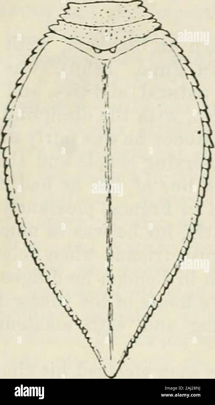 Die Annalen und Magazin der Naturgeschichte: Zoologie, Botanik und Geologie. Enb. Ges. Xxiv. S. 2 (v4 (1898). Hah. Neuguinea (Kaiser Wilhelms Land). Erscheint, die den Alliierten bis zum letzten Arten. Abschnitt IV. Sehr groß. Pronotum regelmäßig, fast deutated spinose vor, aber die Tuberkel regelmäßig rückläufig in der Größe der Extremität. 18. Phyllophora grandis. ? Phyllophora hahasqui, Le Guillon, Pfr. Zool. 1841, S. 294. Phyllophora grandis, Blanchieren. Woj. Pole Sud, Zool. iv. S. 364, Pi. iii. tig. 3 (1853). WMegalodon eiisifer, Wallace, Malay Arch. ii. t&gt;. 434, Abb. (1869). (S Hyper omnia viresc Stockfoto