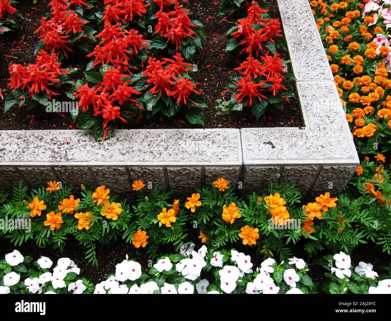 Blumen in der abstrakten Garten. Feder. Natur. Garten Designs. Stockfoto