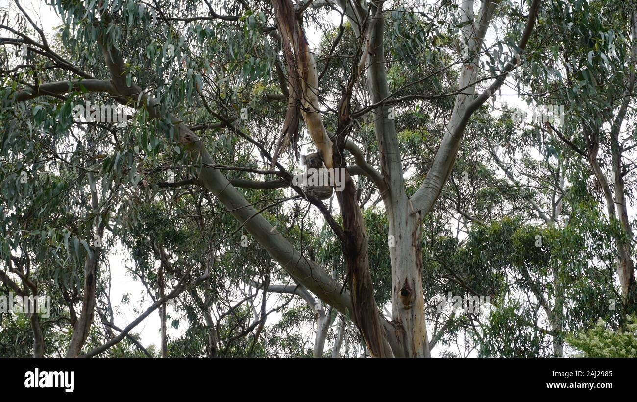 Koala entspannen Sie sich auf einem Baum in Australien in der Nähe der Great Ocean Road Stockfoto