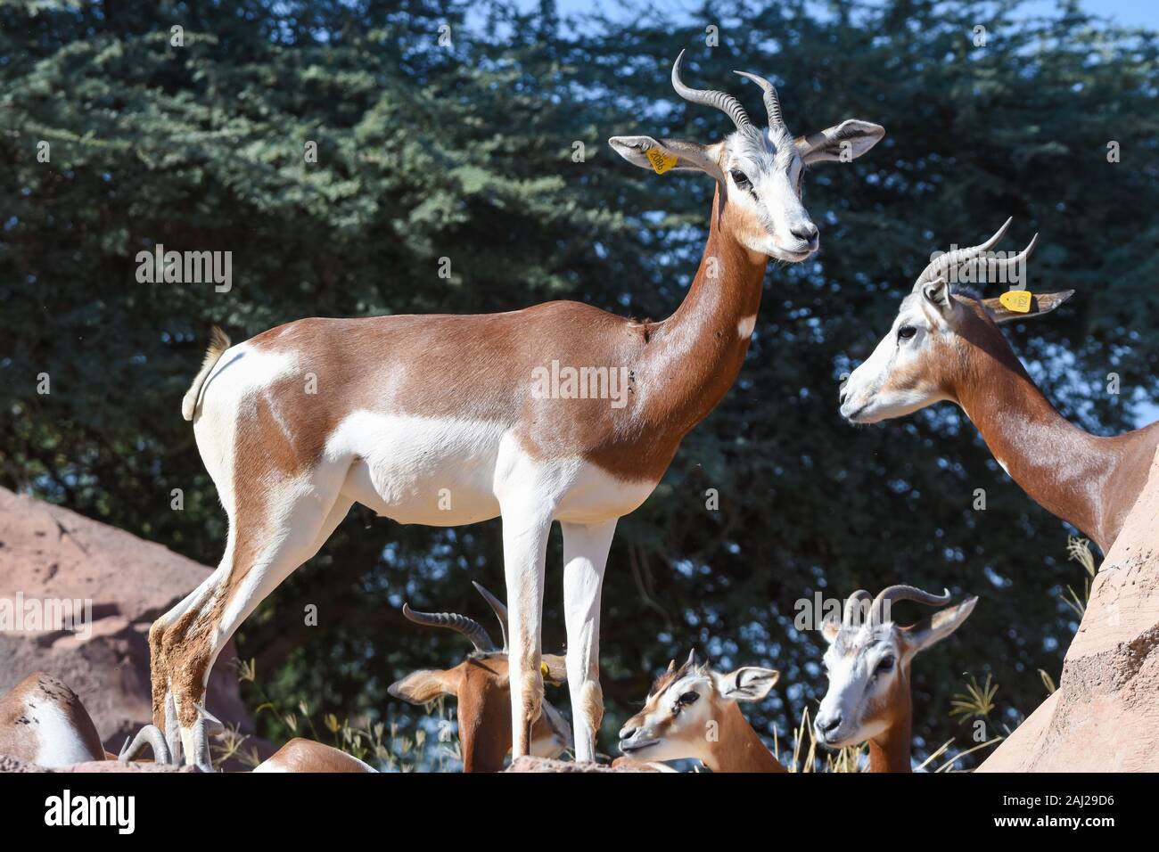 Bewohner Eines Staates In N Afrika Al alin -Fotos und -Bildmaterial in hoher Auflösung – Alamy