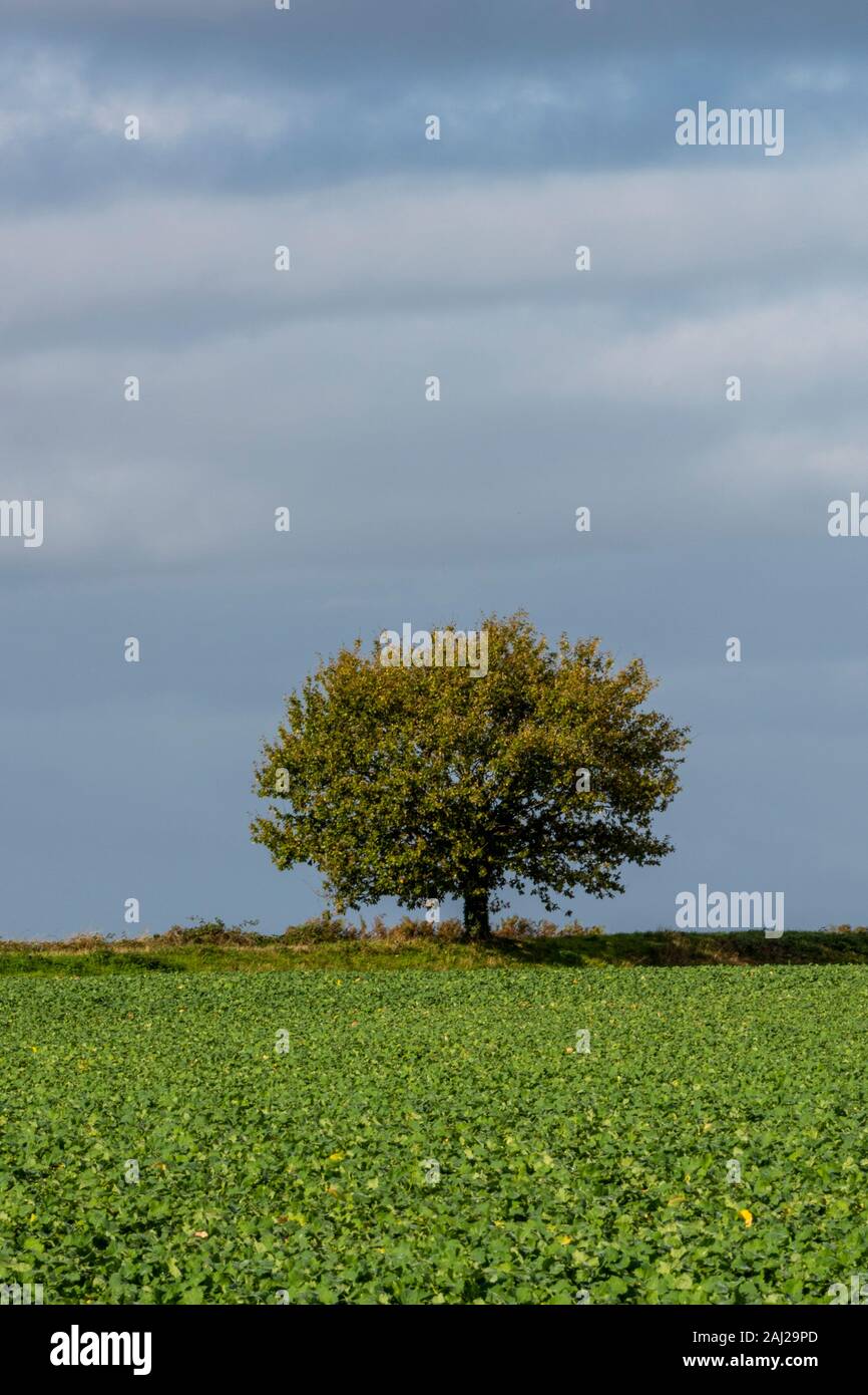Überlebendenbaum Stockfotos und -bilder Kaufen - Alamy