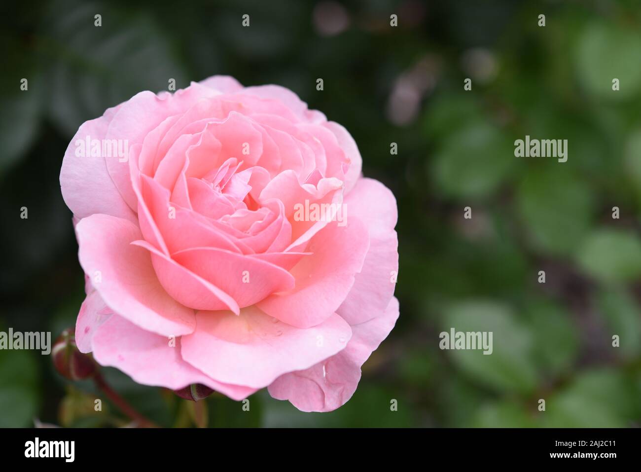 Schöner Blütenkopf von Kordes hellrosa Rose Flora Olomouc Kölner Flora in einem Garten mit dunkelgrünem Hintergrund Stockfoto