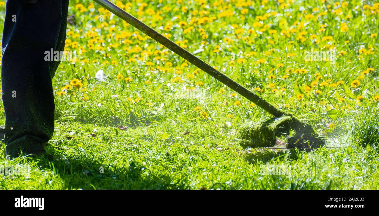 Trimmen Löwenzahn und andere Unkräuter im Hof. einen überwucherten Garten Clearing mit Freischneider. Frühjahr Rasenpflege Konzept Stockfoto