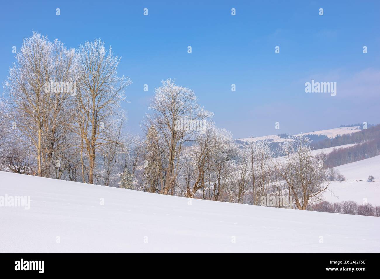 Bäume im Raureif auf schneebedeckten Wiese. sonnigen Vormittag des bergigen Landschaft. dunstige Atmosphäre mit blauer Himmel. Ruhige winter natur landschaft. Das Stockfoto