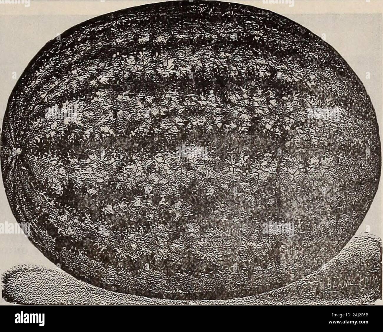 Saatgut jährliche. Nördliche Märkte und ist todaythe Lieblings Sorte mit dem Wassermelone Züchter von New Jersey, Philadelphia und New York Märkte; Es keepswell und selten Risse oder Brüche in Transit. Sein Fleisch ist ein Beautifulshade der dunkel-rot,. Deliriously süß. Herz groß und theedible Fleisch erstreckt sich ganz in der Nähe der Dunklen äußeren Rinde. Melonen veryuniform in Größe und Form. Pkt., 5c; oz, 10c; M-lb., 20 C.; lb, 50c. Durch Express - 5 lbs, 1,75 $, 10 lbs., $ 3,00. Fordhook Anfang der größten und besten frühen Melone von guter Größe. Neben ColesEarly in der Zeit der Reifung, aber viel größer. Obst r Stockfoto