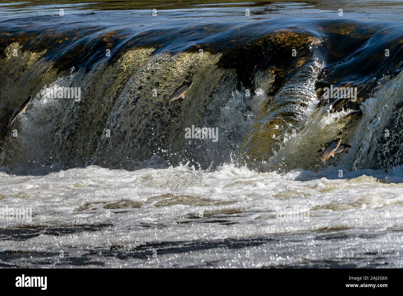 Springenden Fischen im Wasserfall Ventas Rumba, Lettland. Stockfoto