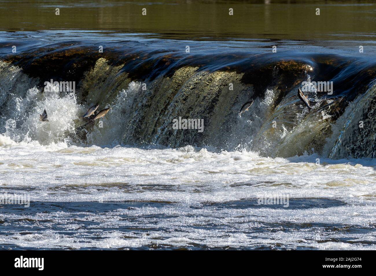Springenden Fischen im Wasserfall Ventas Rumba, Lettland. Stockfoto