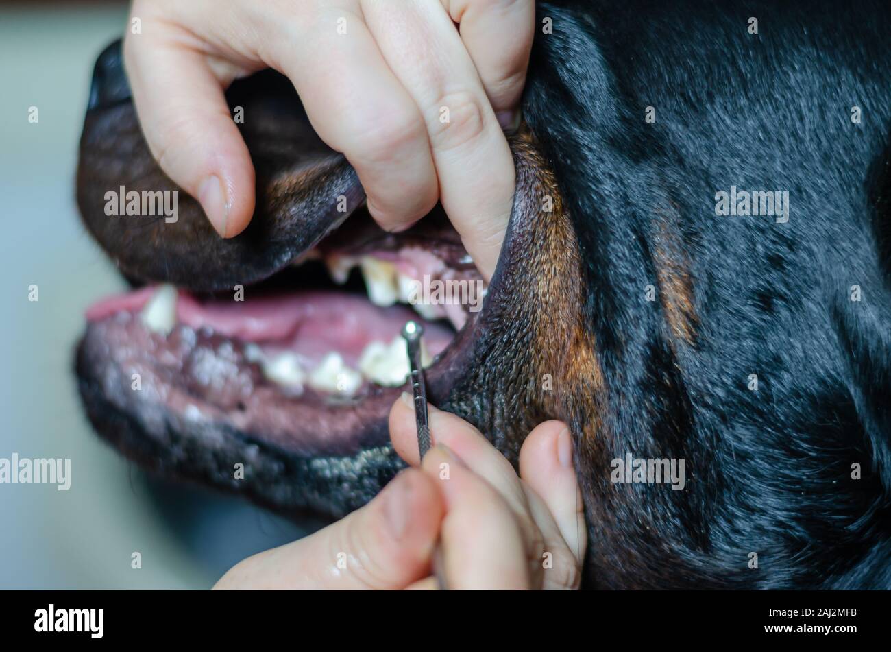 Tierarzt Arzt prüft die Zähne des Hundes. Nahaufnahme. Soft Focus. Stockfoto