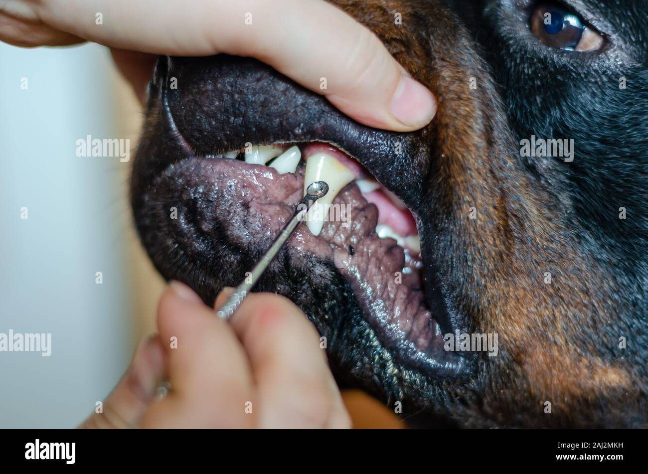Tierarzt Arzt untersucht den Fang eines Rottweiler. Close-up. Soft Focus. Stockfoto