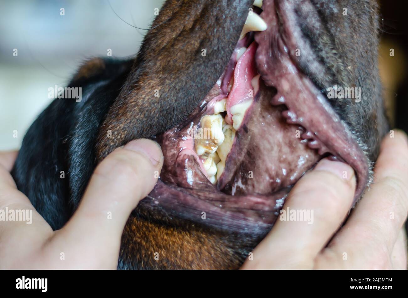 Tierarzt untersucht die Backenzähne des Hundes. Erwachsenen männlichen Rottweiler, an der Rezeption von einem Tierarzt. Von der Seite. Close-up. Selektive konzentrieren. Stockfoto