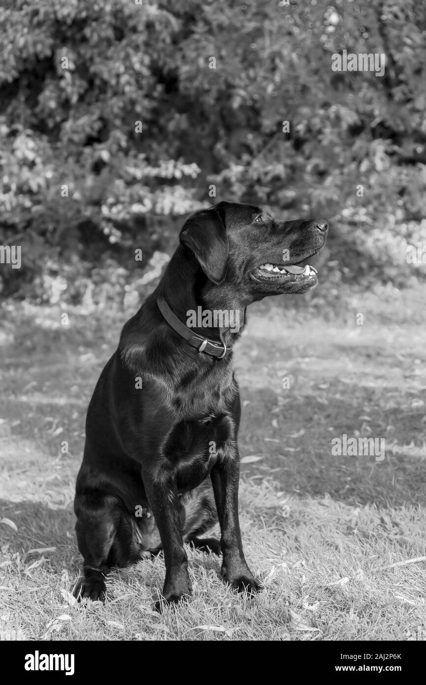Gegen eine verschwommen und sonnendurchfluteten, Weich-Fokus Hintergrund, einen weiblichen Labrador sitzt geduldig, ruhig konzentrieren, einem wartenden nächsten Befehl ihres Trainers. Stockfoto
