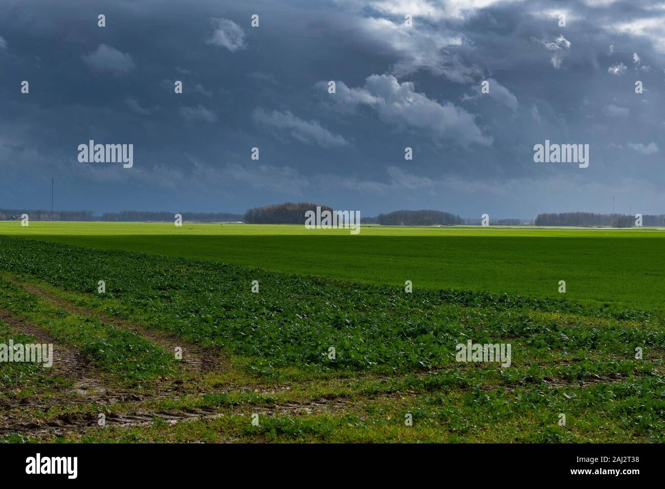 Grünes Feld im Herbst. Stockfoto