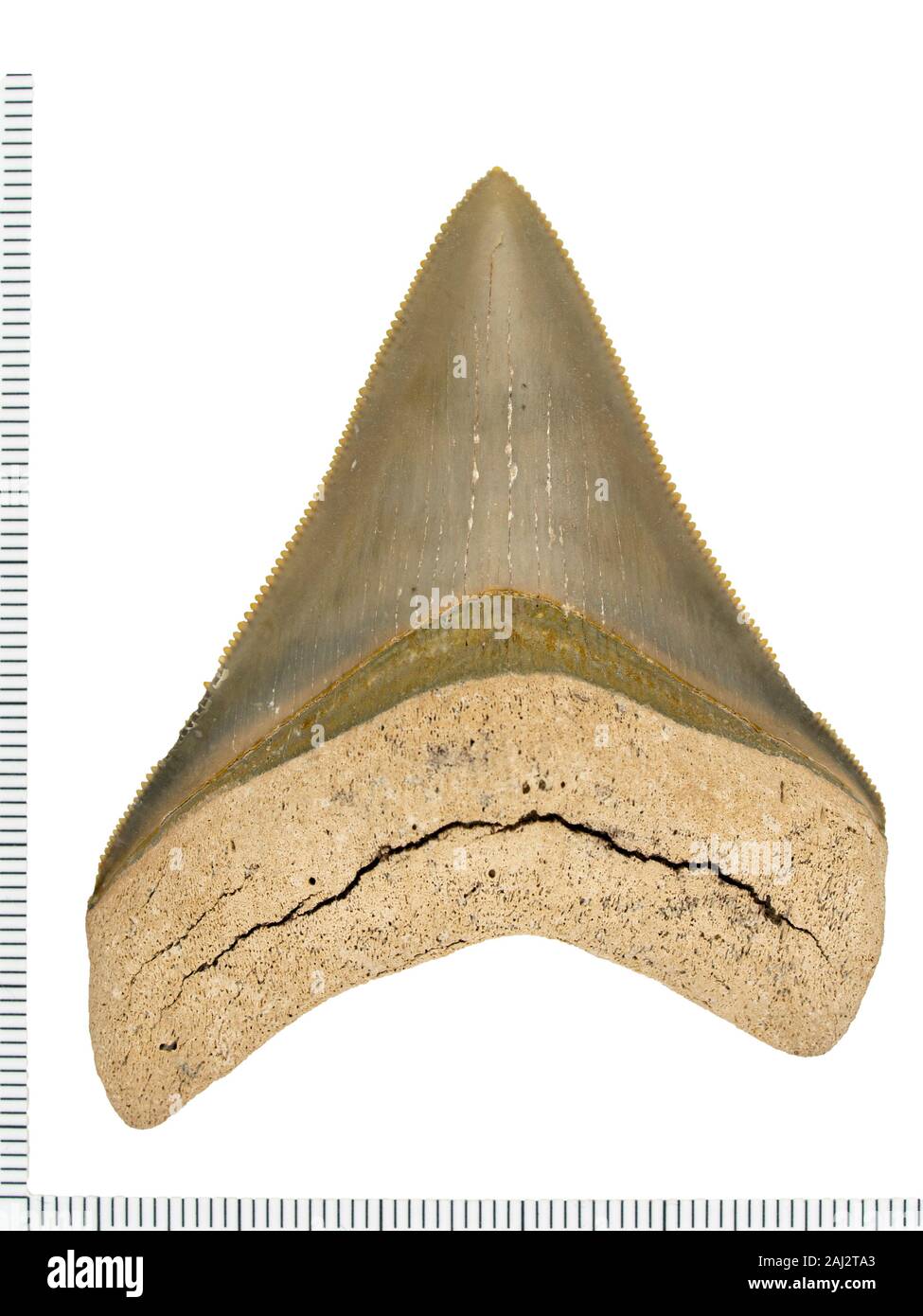 Gut erhaltene fossile Megalodon Haizahn, Carcharocles Megalodon, mehrsprachige Oberfläche (Innenseite), isoliert mit Skala. Diese riesigen erloschenen Shark specie Stockfoto