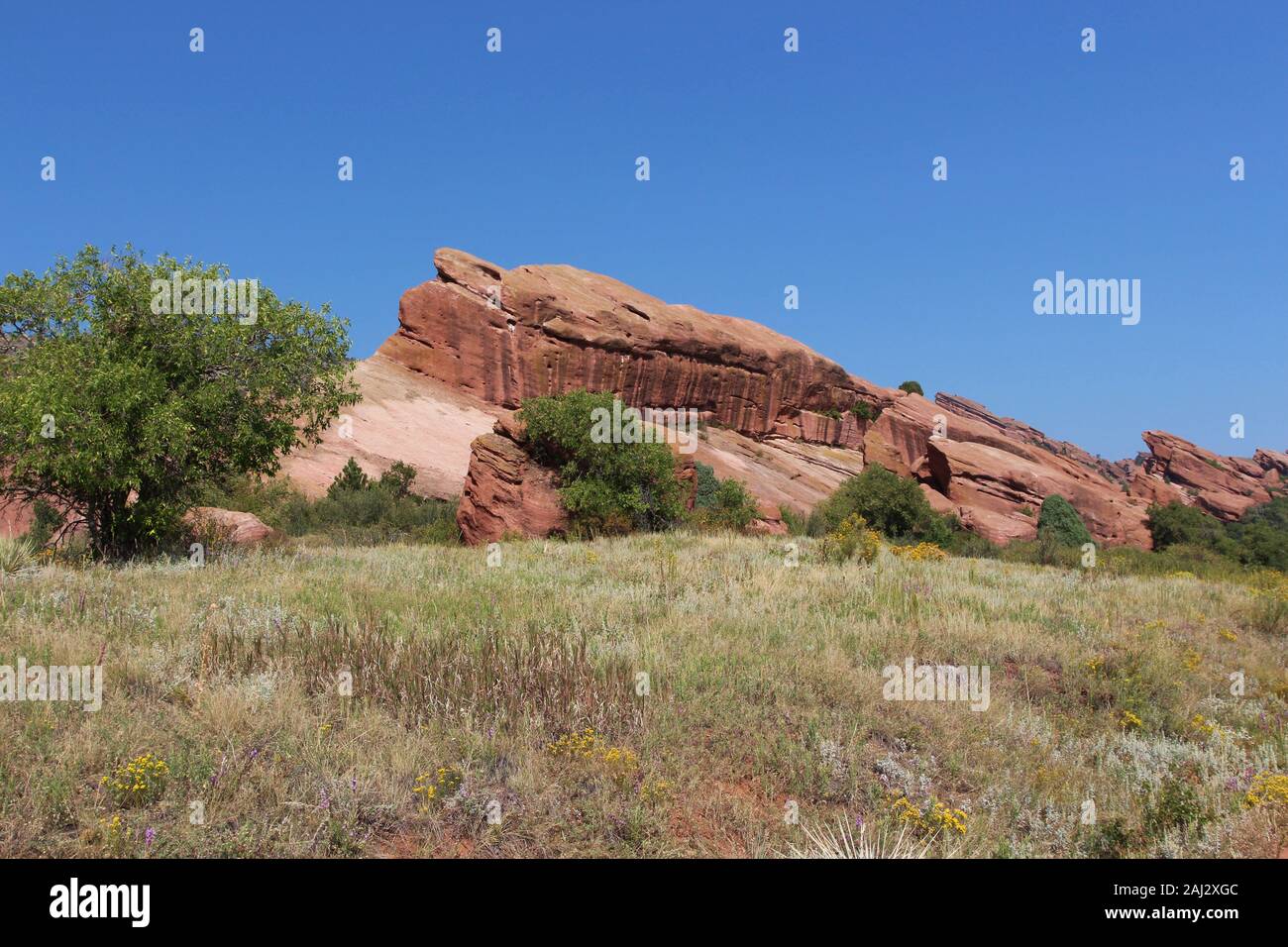 Große rote Felsformationen vor ein Feld von Wildblumen auf der Trading Post Trail in Red Rocks State Park, Colorado, USA Stockfoto