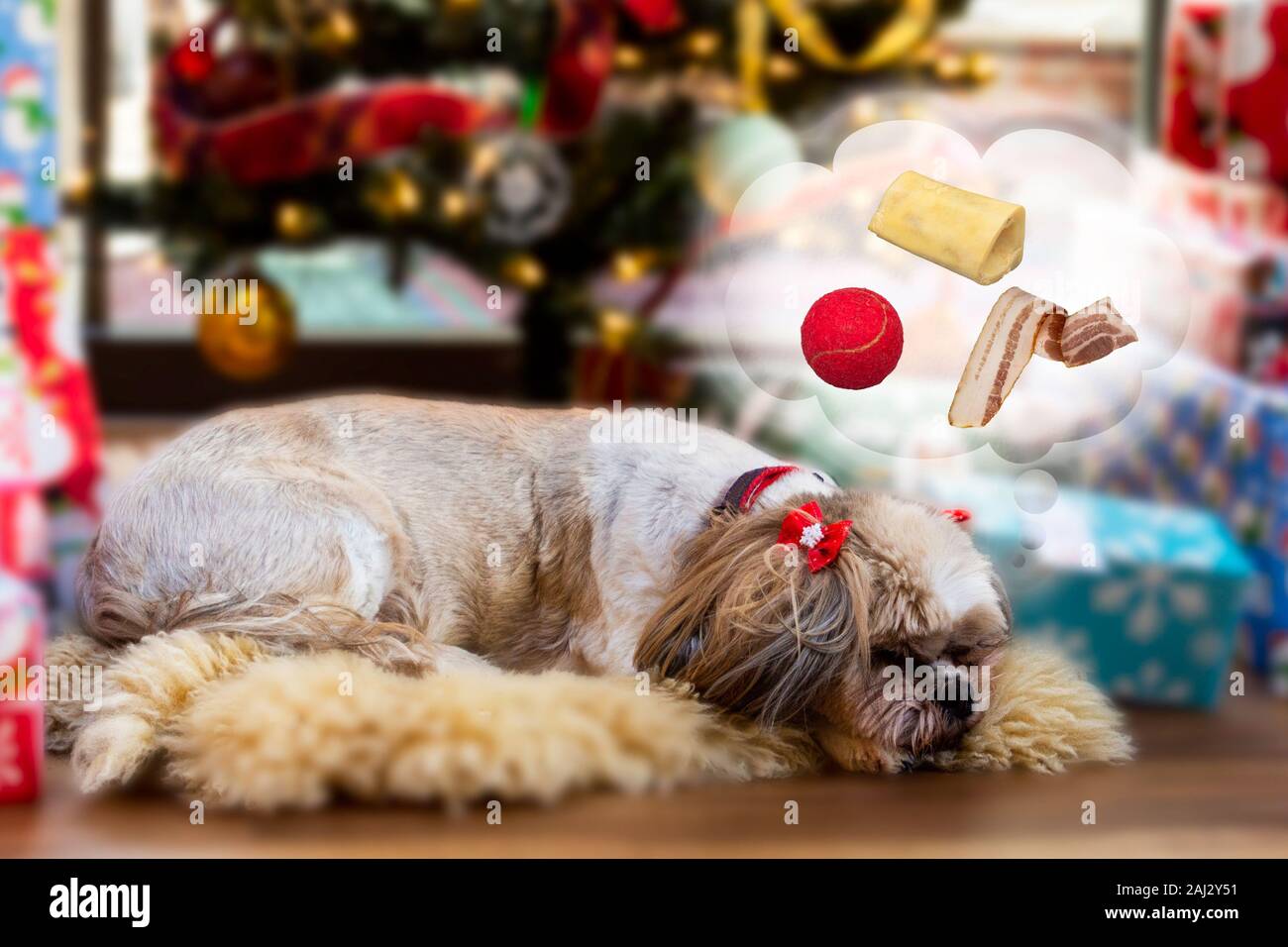 Ein Hund Träume ihrer liebsten Dinge unter einem Weihnachtsbaum Stockfoto