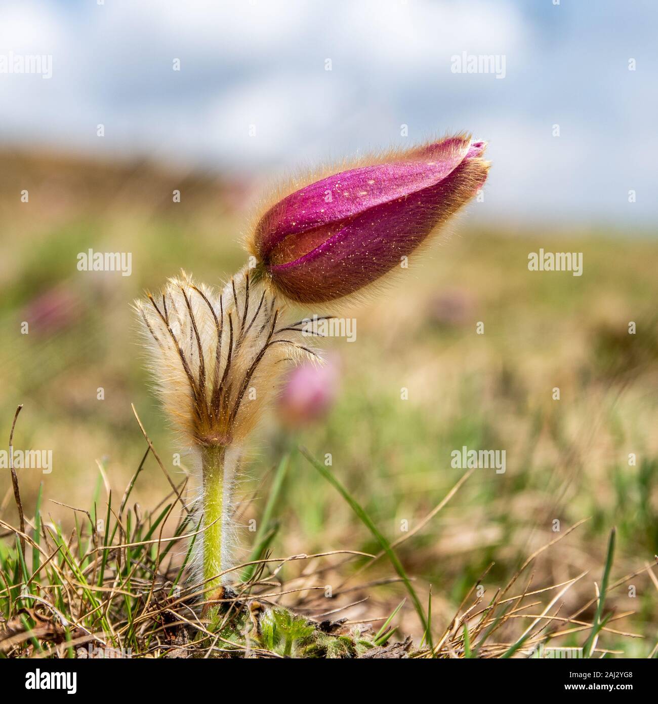 Die Ostern Blume hat viele Namen. Es ist über den ganzen Erdball verteilt und berühmt für eines der ersten wilden Blumen. Rosa Farbe und übermäßigem Haarausfall. Stockfoto