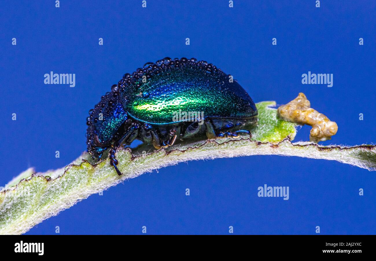 Wenig metallic blue bug Sitzen und Essen green leaf von Menthe. Stockfoto