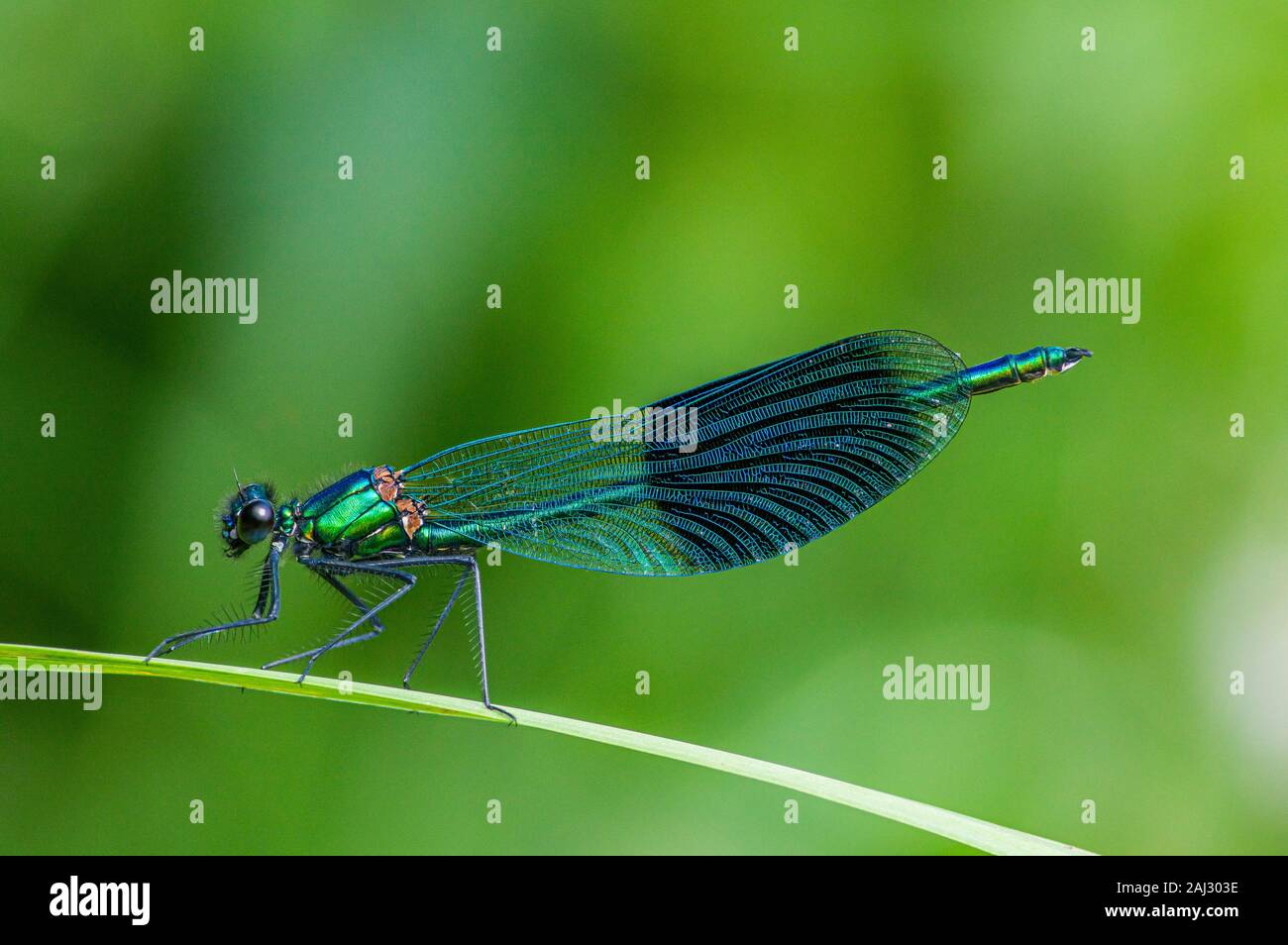 Single demoiselle damselfly auf Blatt. Detaillierte und bunte Bild in der klassischen Ansicht von der linken Seite. Details der Flügelkonstruktion untersucht werden können Stockfoto