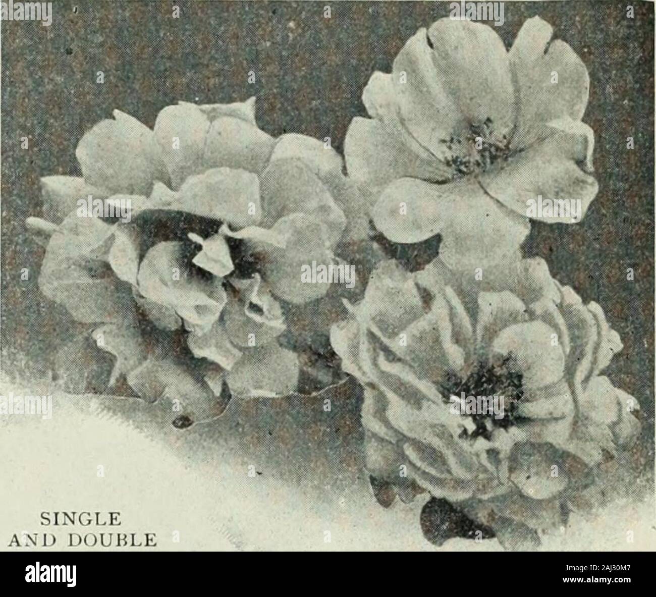 Der Vick Garten und Blumen. Neuer Kaiser. Diese Sorte showsa sehr deutliche und auffällige distinc- tion in der Gewohnheit des Wachstums sowie inits Blumen. Es bildet nur eine thickmain Schaft ca. 30 cm hoch, dick mit verdeckt - ers erheblich größer als thoseof der alten Art und präsentiert ein Kom-Pakt Bouquet, in den verschiedenen richvelvety Farben gewohnt an die Arten - Purpur, Scharlach, Scharlach, Rose, etc. - Elegant geädert mit Gold. Mixedcolors 10. SINGLEAND DOPPEL 1 ORTULACA RIZINUS Ricinus 1 Er hat sehr Blattwerk und schöne auffällige Früchte. Feine fürdie Zentrum von einem Bett, wie es g Stockfoto