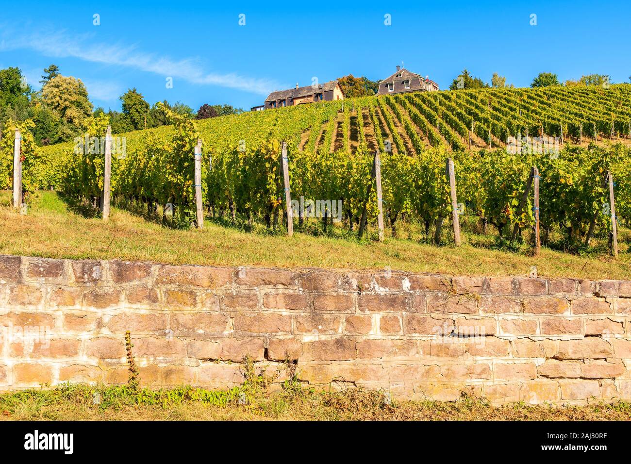 Blick auf Weinberge in der Nähe von Riquewihr, Elsass, Frankreich Stockfoto