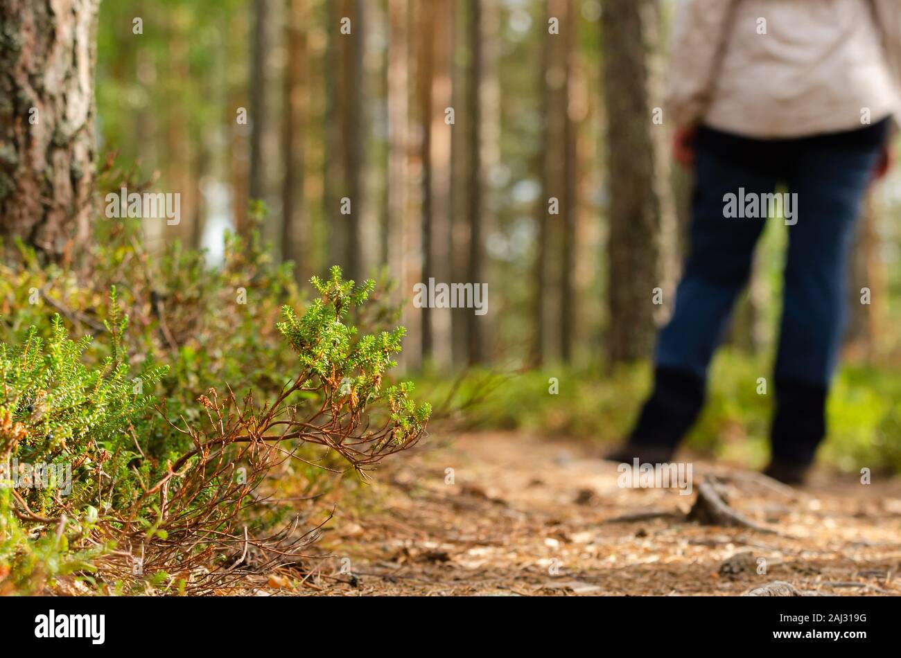 Eine weit entfernte Person in einem Wald nach hinten Stockfoto