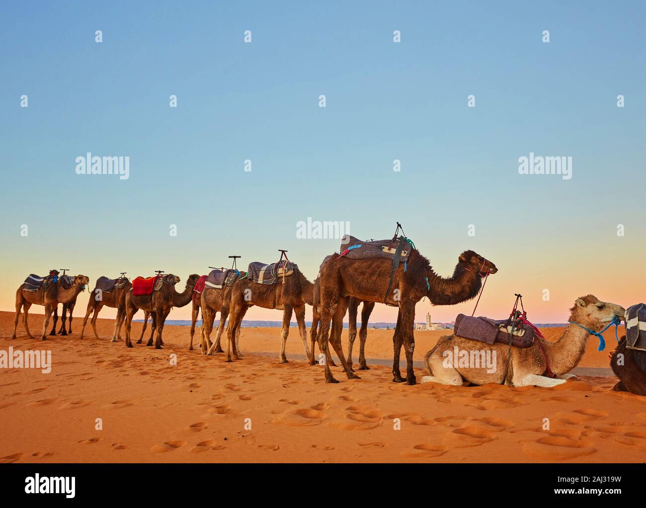 Kamelkarawane durch die Sanddünen in der Wüste Sahara. Marokko, Afrika Stockfoto