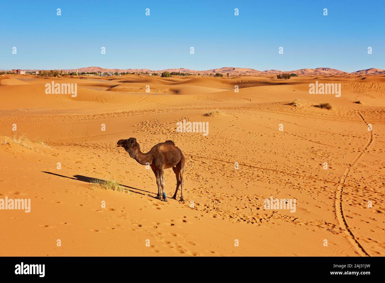 Kamelkarawane durch die Sanddünen in der Wüste Sahara. Marokko, Afrika Stockfoto